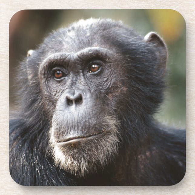 Posavasos Primer plano de chimpancé macho (Frente)