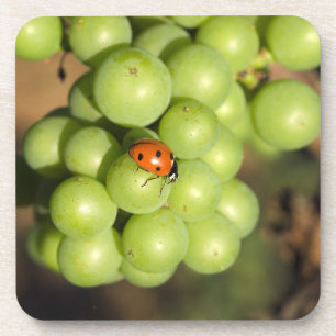Posavasos Primer plano de mariquita en uvas verdes Pinot Noi