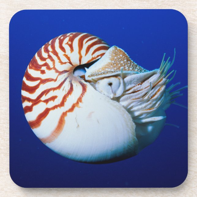 Posavasos Primer Plano De Nautilus Camerado (Frente)