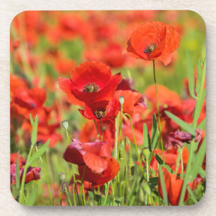 Posavasos Primer plano de un campo de amapolas, Francia