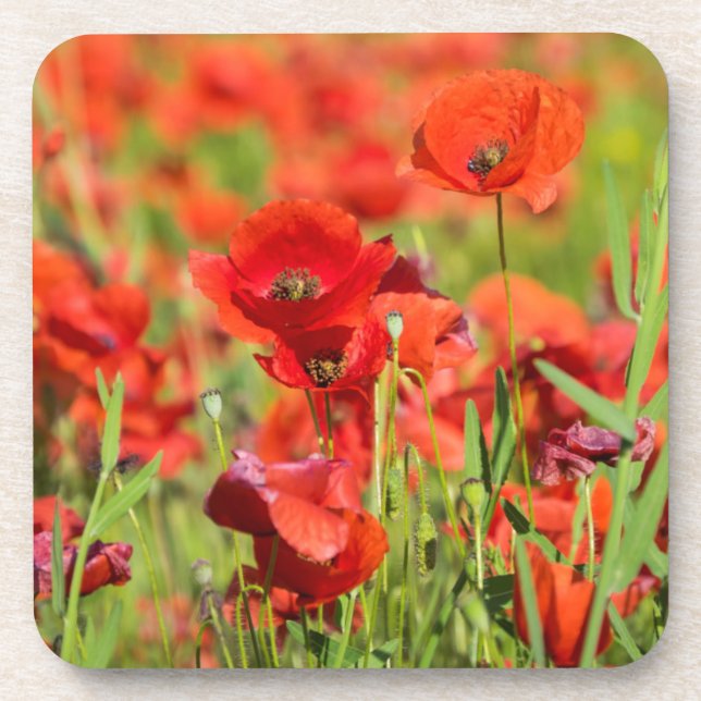 Posavasos Primer plano de un campo de amapolas, Francia (Frente)