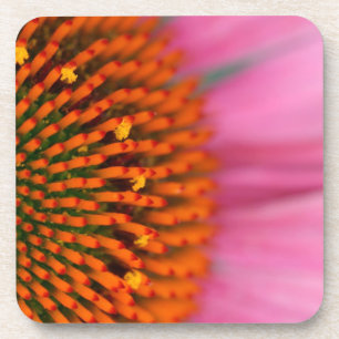 Posavasos Primer plano de una flor de cono en verano,