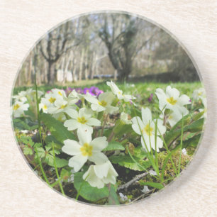 Posavasos Primrose (Primula vulgaris)
