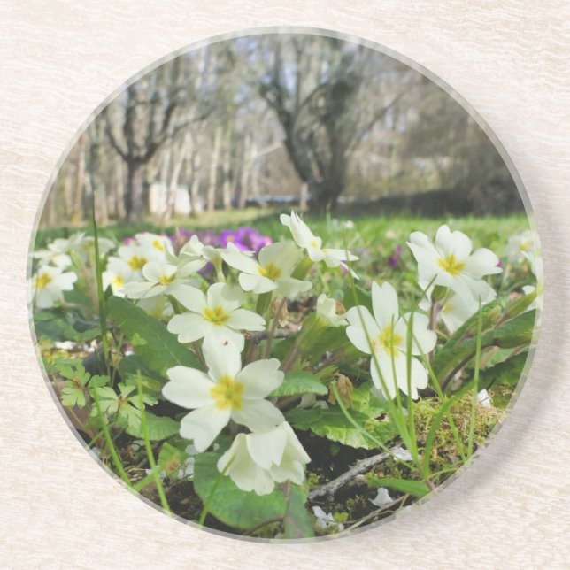 Posavasos Primrose (Primula vulgaris) (Frente)