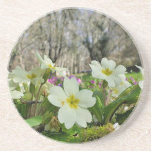 Posavasos Primrose (Primula vulgaris)