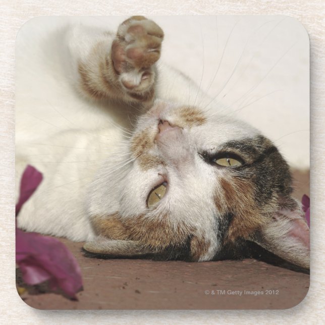 Posavasos Príncipe Alberto, Karoo, provincia de Western (Frente)