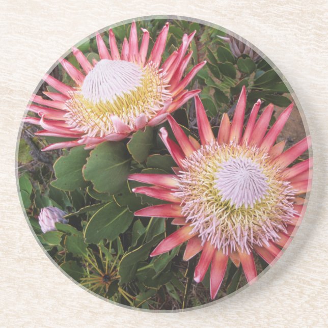 Posavasos Protea Rey (Protea Cynaroides), Helderberg (Frente)