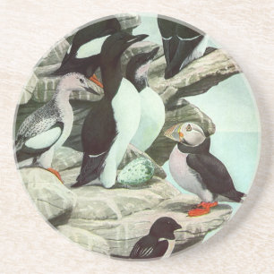 Posavasos Puffines y aves acuáticas antiguos por Louis Fuert