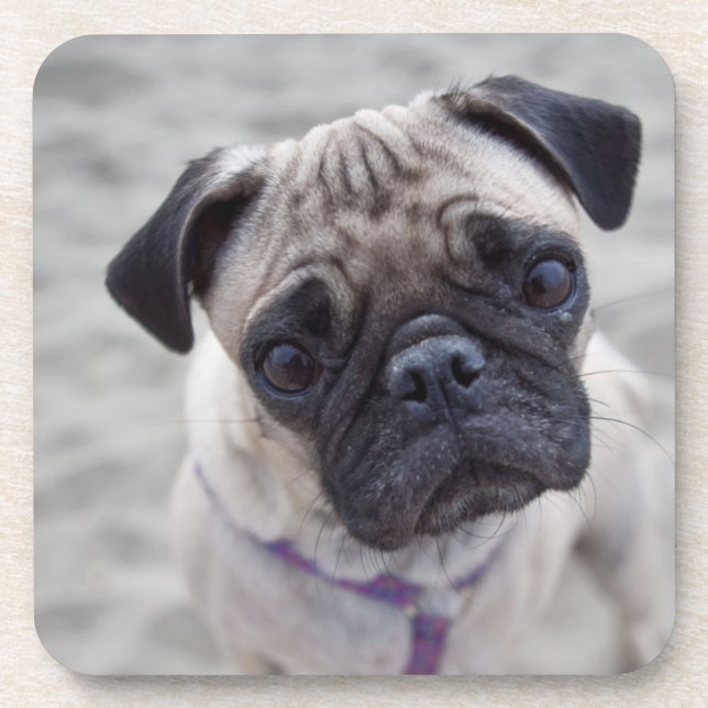 Posavasos Pug Closeup (Frente)