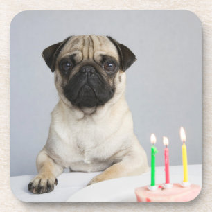 Posavasos Pug de cumpleaños