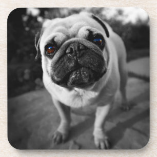 Posavasos Pug guapo