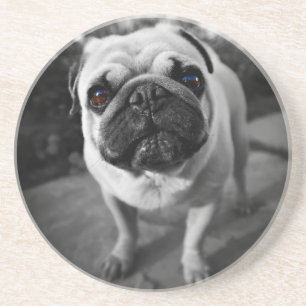 Posavasos Pug guapo