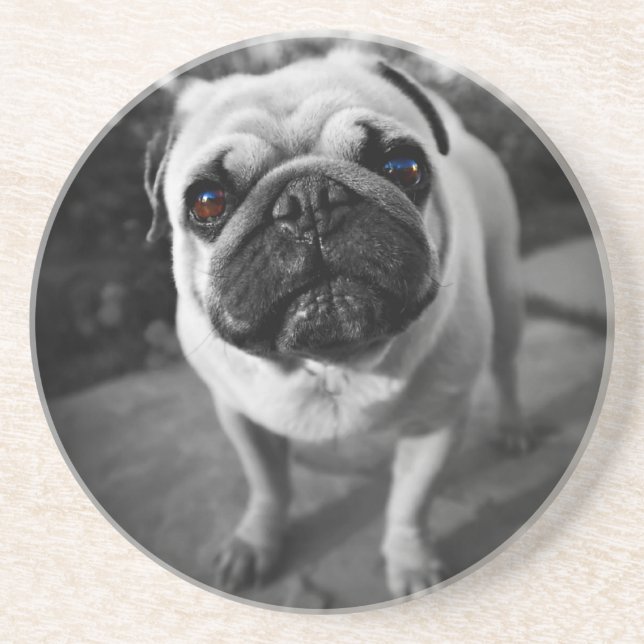 Posavasos Pug guapo (Frente)