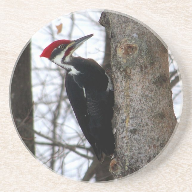 Posavasos Pulsación de corriente de Pileated (Frente)