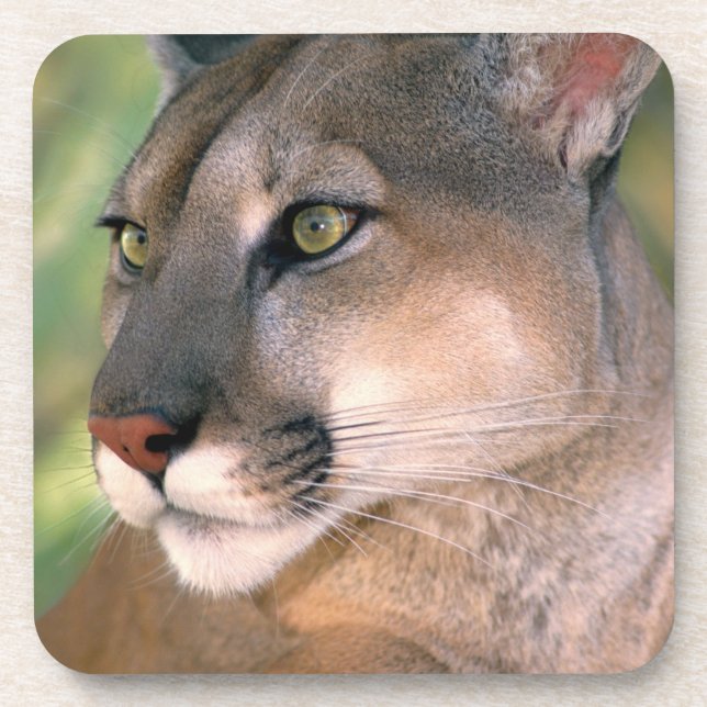 Posavasos Puma, California (Frente)