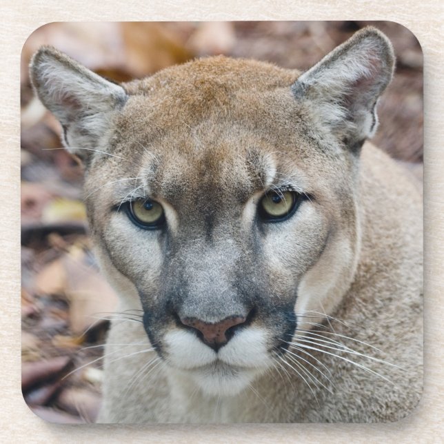 Posavasos Puma, león de montaña, pantera de Florida, Puma (Frente)