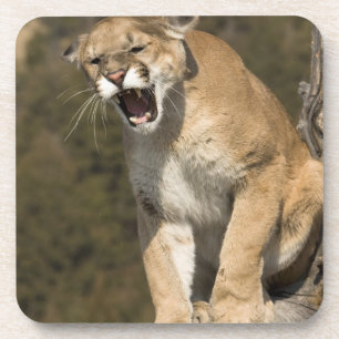 Posavasos Puma o león de montaña, puma concolor, Cautivo -