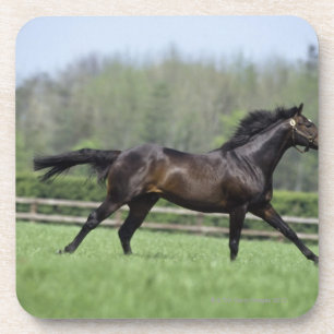 Posavasos Pura sangre del caballo, Wassl 1988,