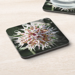 Posavasos Pureza radiante: Lágrima lechosa blanca, foto flor