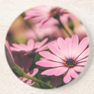 Posavasos Purple African Daisy