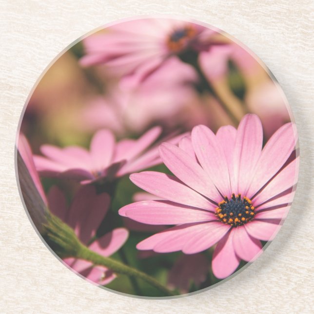 Posavasos Purple African Daisy (Frente)