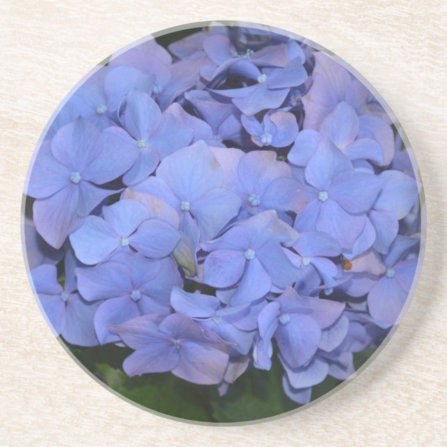 Posavasos Púrpura Rústica Hidrangea macrophylla (Frente)