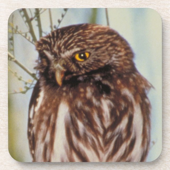 Posavasos Pygmy Owl (Frente)