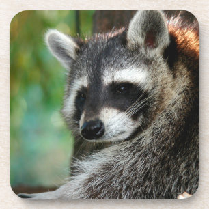 Posavasos Raccoon 001