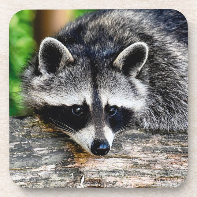 Posavasos Raccoon 003 (Frente)