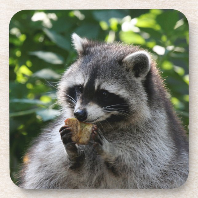 Posavasos Raccoon_2015_0116 (Frente)