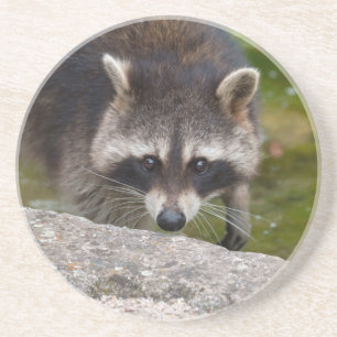 Posavasos Raccoon hace contacto directo con los ojos