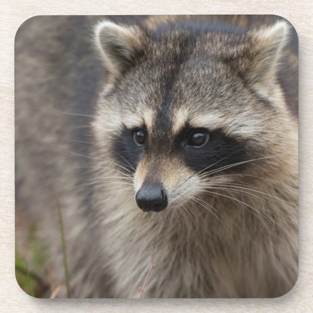 Posavasos Raccoon, Procyon lotor, Florida (Frente)