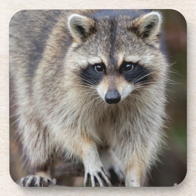Posavasos Raccoon, Procyon lotor, Florida, Estados Unidos 2 (Frente)