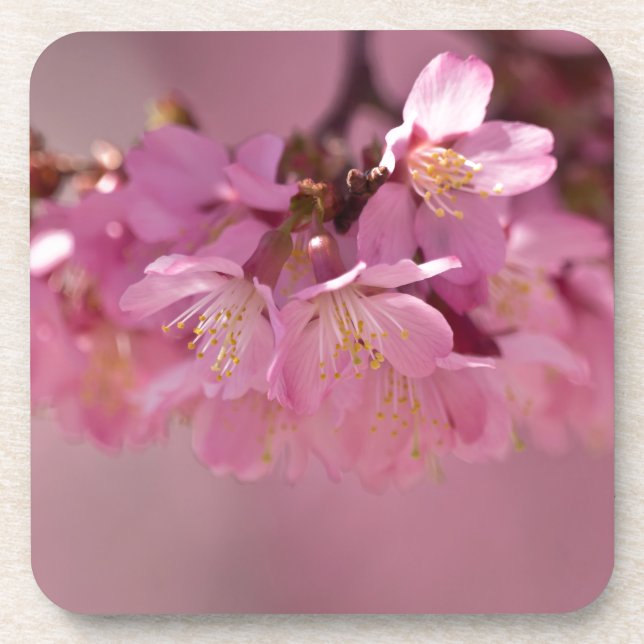 Posavasos Ramo delicado de flor de cerezo Sakura (Frente)