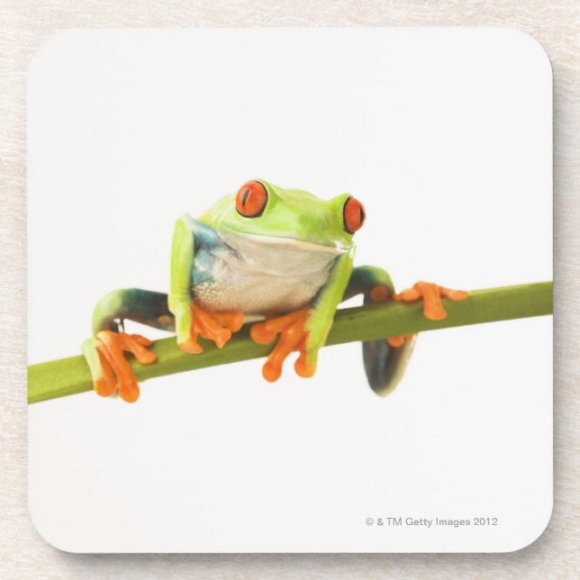 Posavasos Rana arbórea en tronco (Frente)