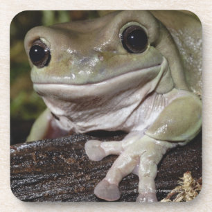 Posavasos Rana arbórea regordeta. Rana sonriente. Litoria