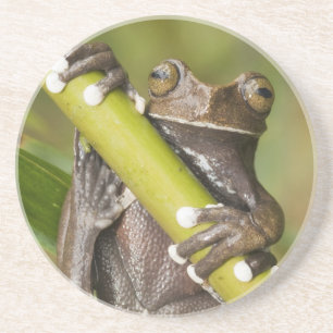 Posavasos Rana arborícola cautiva de Tapichalaca Hyloscirtus