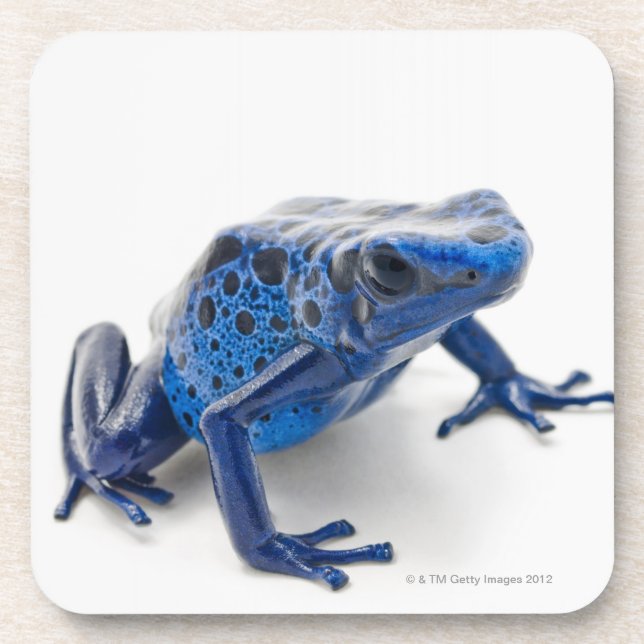 Posavasos Rana azul del dardo del veneno (Dendrobates (Frente)