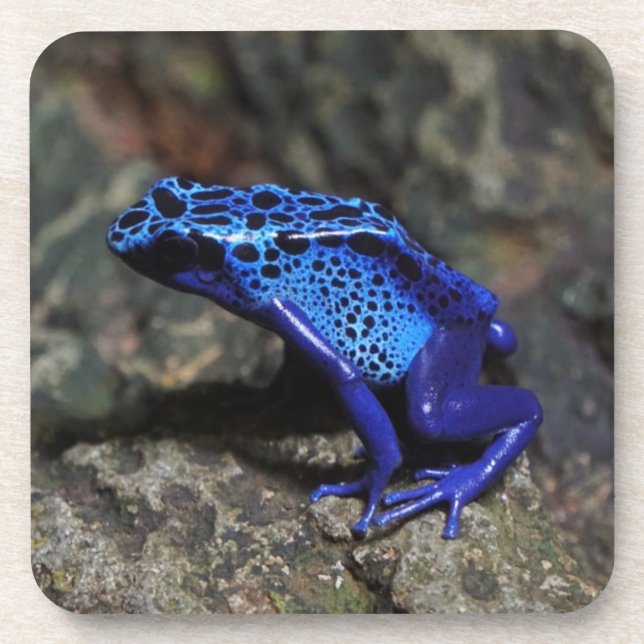 Posavasos Rana Dart de veneno azul, Rana azul brillante (Frente)