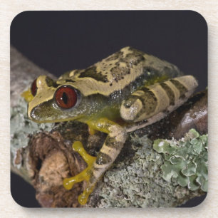 Posavasos Rana de árbol de ojo rojo africana, Leptopelis