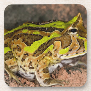 Posavasos Rana de Cuernos Brasileña, Ceratophrys cornuta, Na