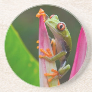 Posavasos Rana de ojos rojos, Costa Rica