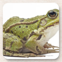 Rana europea común o rana comestible