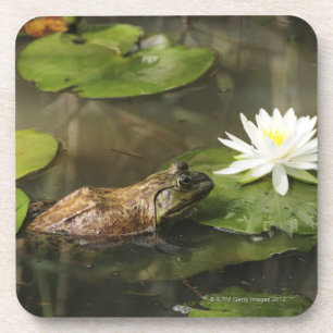 Posavasos Rana mugidora en la charca del lirio