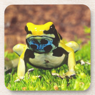 Posavasos Rana venenosa tinctoria, Dendrobates tinctorius,