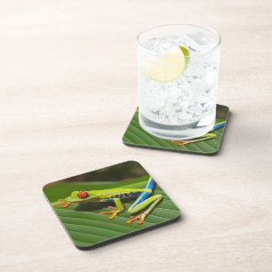Posavasos Rana verde y colorida del árbol de la selva