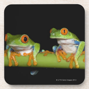 Posavasos ranas arbóreas Rojo-observadas (callidryas de