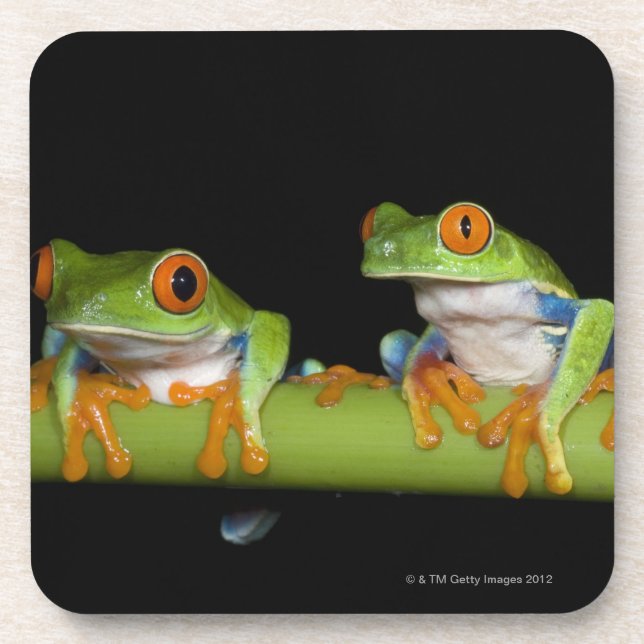 Posavasos ranas arbóreas Rojo-observadas (callidryas de (Frente)