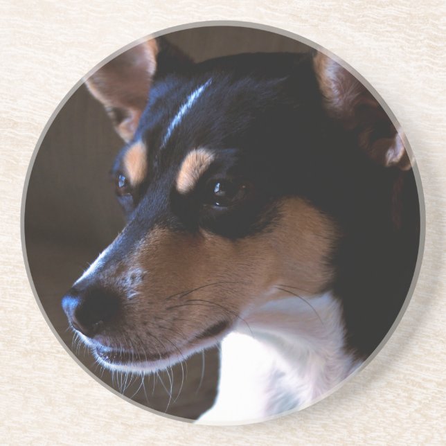 Posavasos Rat Terrier (Frente)