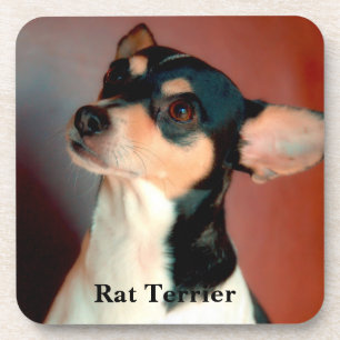 Posavasos Rat Terrier